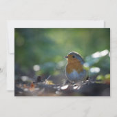Robin Bird Nature Foto Card (Vorderseite)