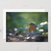 Robin Bird Nature Foto Card (Vorne/Hinten)