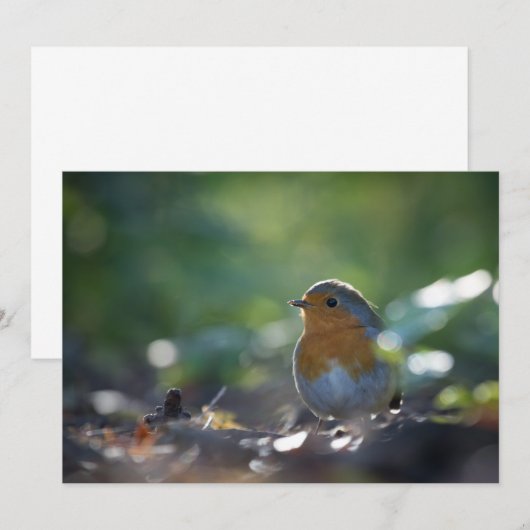 Robin Bird Nature Foto Card (Vorne/Hinten)