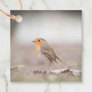 Robin Bird Nature Foto Geschenkanhänger