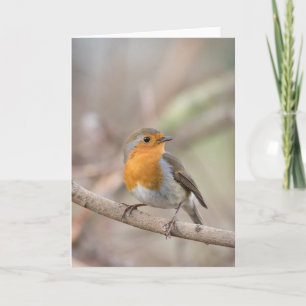 Robin Bird Nature Foto Karte