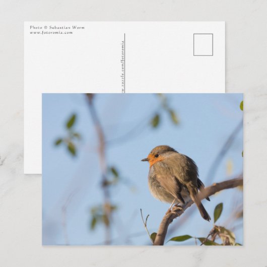 Robin Bird Nature Foto Postkarte (Vorne/Hinten)