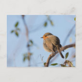 Robin Bird Nature Foto Postkarte (Vorderseite)