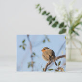 Robin Bird Nature Foto Postkarte (Stehend Vorderseite)