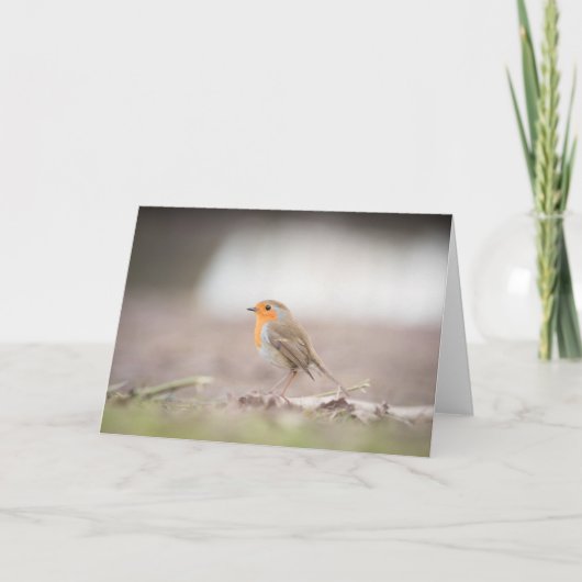 Robin Bird Nature Fotocard Karte (Vorderseite)