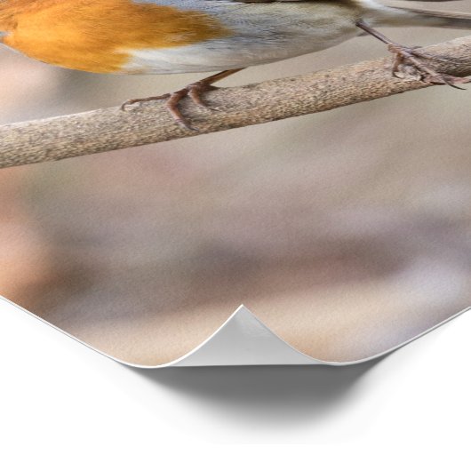 Robin Bird Poster (Ecke)