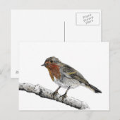 Robin Bird Sketch Postcard Postkarte (Vorne/Hinten)