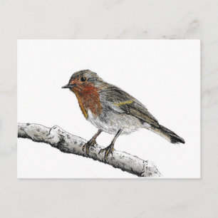 Robin Bird Sketch Postcard Postkarte