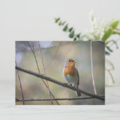 Robin Bird Wildlife Foto Card (Stehend Vorderseite)