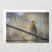 Robin Bird Wildlife Foto Card (Vorne/Hinten)