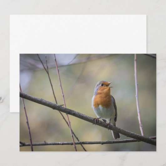 Robin Bird Wildlife Foto Card (Vorne/Hinten)