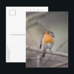 Robin Bird Wildlife Foto Postkarte<br><div class="desc">Nature Foto eines niedlichen europäischen Rotkehlchens,  fotografiert in Western Deutschland.</div>