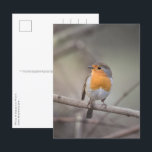 Robin Bird Wildlife Foto Postkarte<br><div class="desc">Nature Foto eines niedlichen europäischen Rotkehlchens,  fotografiert in Western Deutschland.</div>