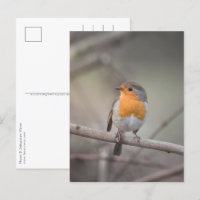 Robin Bird Wildlife Foto
