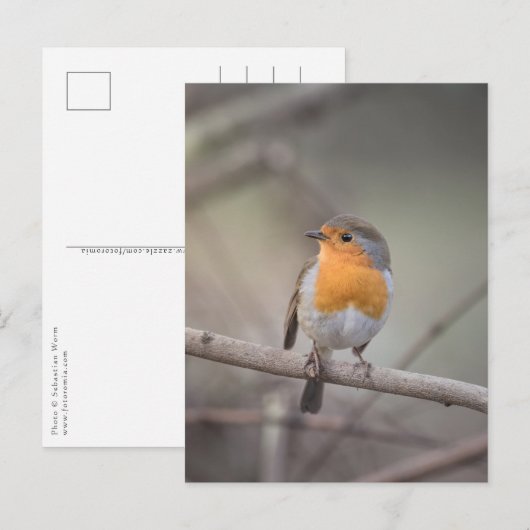 Robin Bird Wildlife Foto Postkarte (Vorne/Hinten)