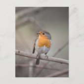 Robin Bird Wildlife Foto Postkarte (Vorderseite)