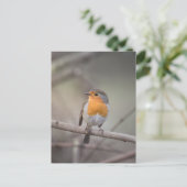 Robin Bird Wildlife Foto Postkarte (Stehend Vorderseite)