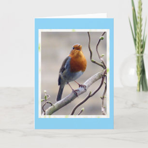 Robin Birthday Card singen Dankeskarte
