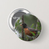Robin Button (Vorne & Hinten)
