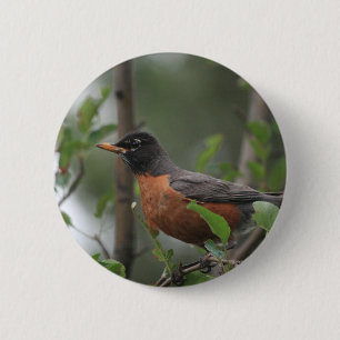 Robin Button