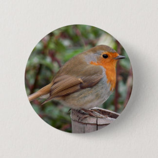 Robin Button
