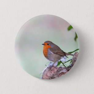 Robin Button