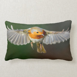 Robin, der im Flug Kissen schwebt
