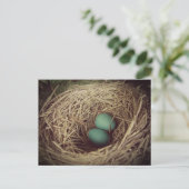 Robin Eggs in a Nest Postkarte (Stehend Vorderseite)