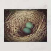 Robin Eggs in a Nest Postkarte (Vorderseite)