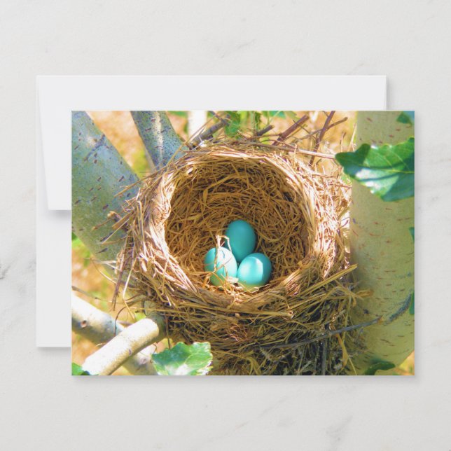 Robin Eggs in einem Baumnest im Hinterhof (Vorderseite)