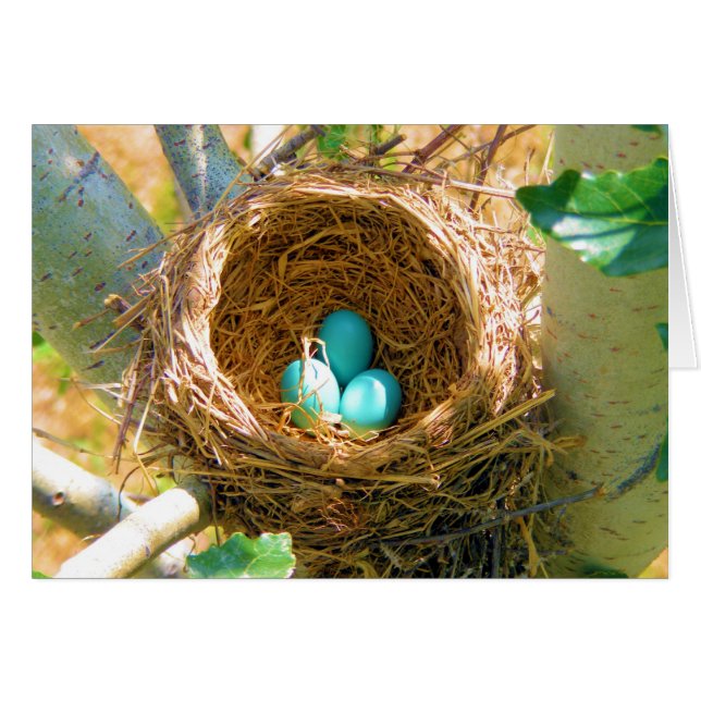 Robin Eggs in einem Baumnest im Hinterhof (Vorderseite (Horizontal))