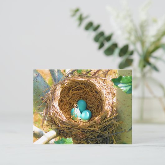 Robin Eggs in einem Baumnest im Hinterhof Postkarte (Stehend Vorderseite)