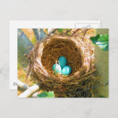 Robin Eggs in einem Baumnest im Hinterhof Postkarte (Vorne/Hinten)