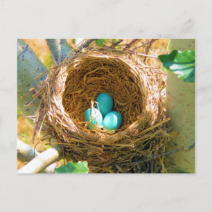 Robin Eggs in einem Baumnest im Hinterhof Postkarte