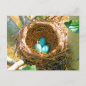Robin Eggs in einem Baumnest im Hinterhof Postkarte (Vorderseite)