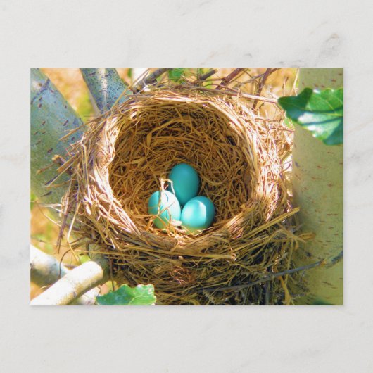 Robin Eggs in einem Baumnest im Hinterhof Postkarte (Vorderseite)