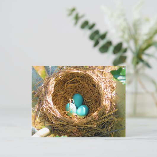 Robin Eggs in einem Baumnest im Hinterhof Postkarte (Stehend Vorderseite)