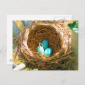Robin Eggs in einem Baumnest im Hinterhof Postkarte (Vorne/Hinten)