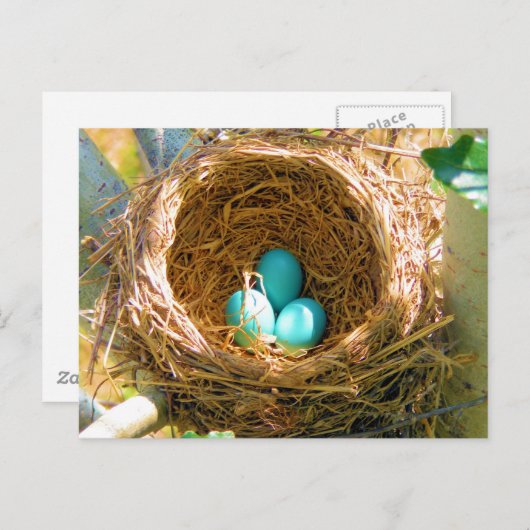 Robin Eggs in einem Baumnest im Hinterhof Postkarte (Vorne/Hinten)