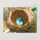 Robin Eggs in einem Baumnest im Hinterhof Postkarte (Vorderseite)