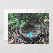 Robin Egs in der Nest Postkarte (Vorne/Hinten)