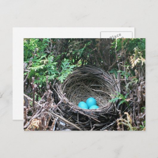 Robin Egs in der Nest Postkarte (Vorne/Hinten)