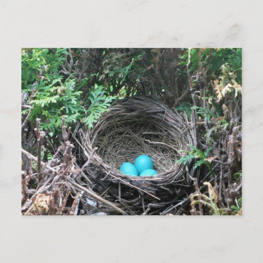 Robin Egs in der Nest Postkarte (Vorderseite)