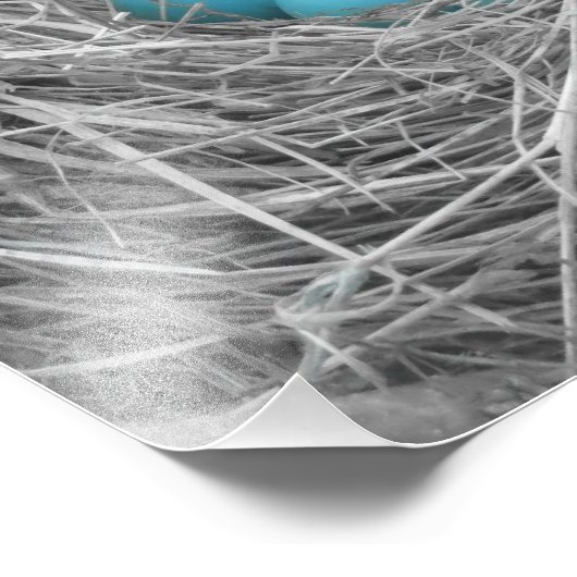 Robin Eier Fotodruck (Ecke)