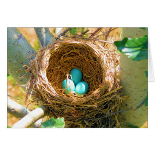 Robin-Eier in einem Hinterhof-Baum-Nest