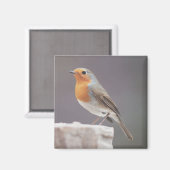 Robin - Erithacus rubecula Magnet (Vorderseite/Rückseite)