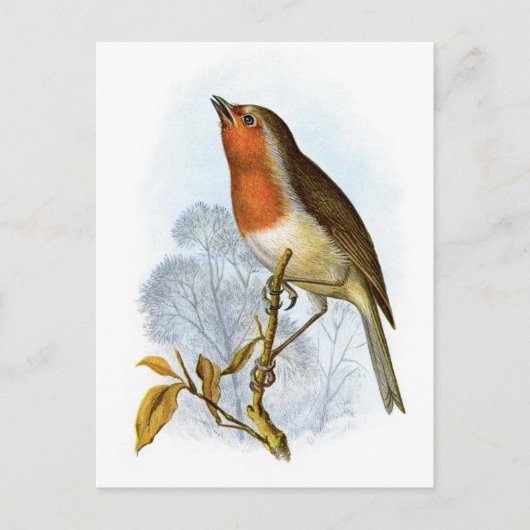Robin - Erithacus rubecula Postkarte (Vorderseite)