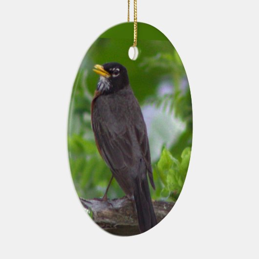 Robin Foto Ornament (Rechts)