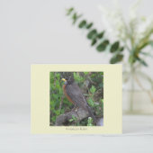 Robin Foto Postcard Postkarte (Stehend Vorderseite)