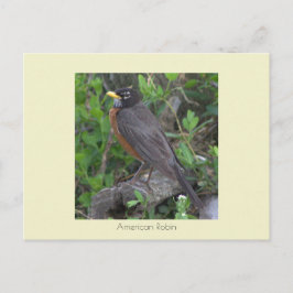 Robin Foto Postcard Postkarte
